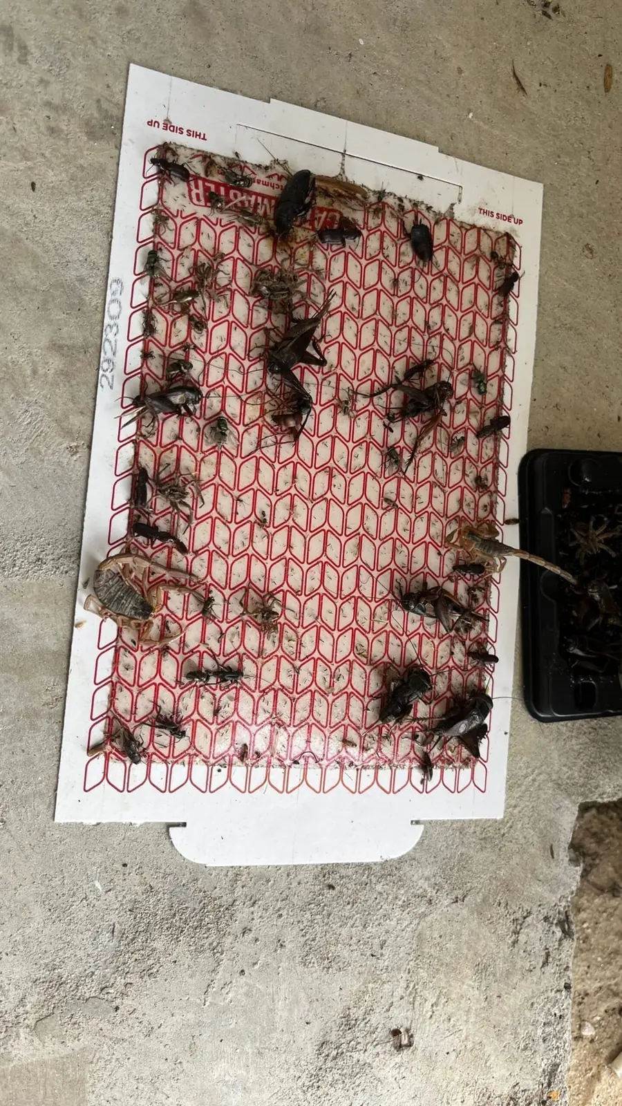 A scorpion and several crickets caught together on a sticky glue trap during a Pest Me Off inspection in Celina TX, July 2025