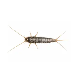 silverfish identification