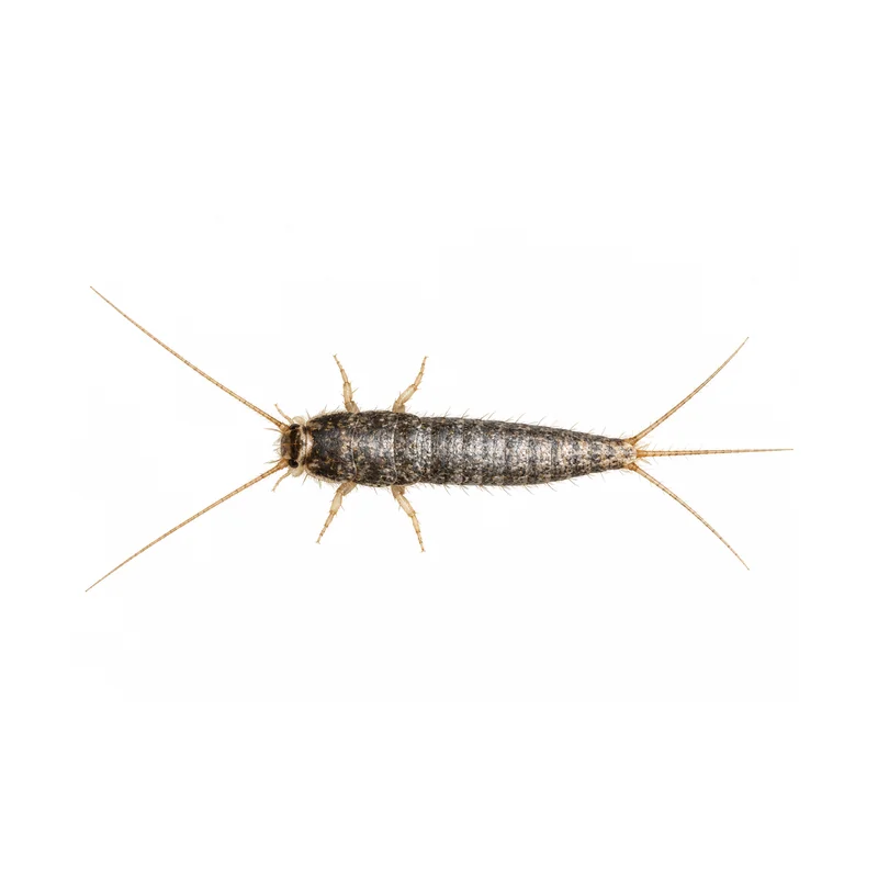 Photo of a silverfish