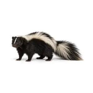 skunk identification