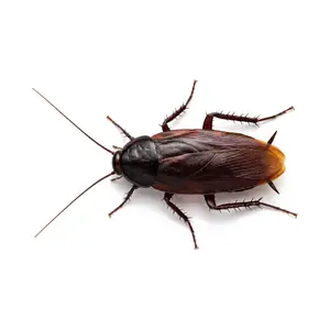 A smoky brown cockroach, an even dark mahogany brown