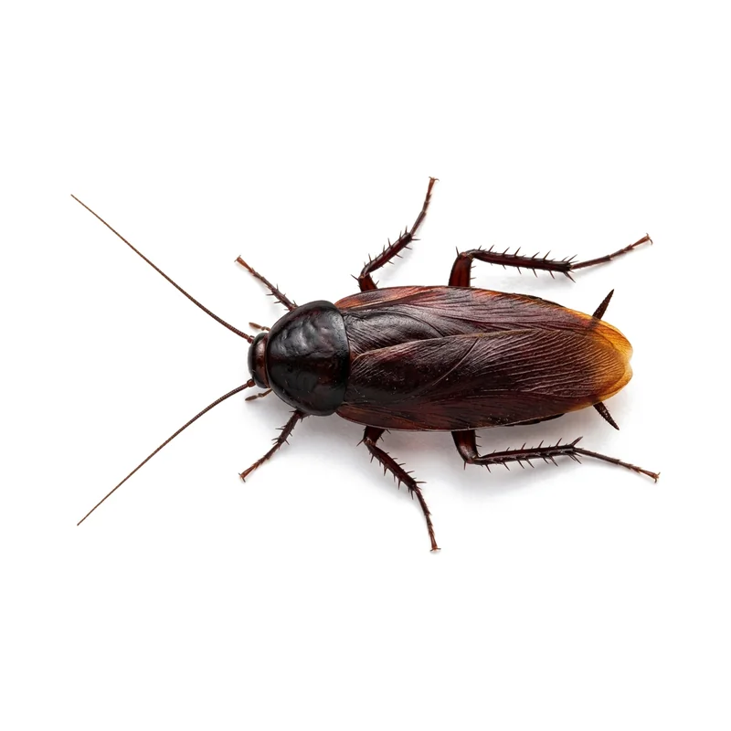 A smoky brown cockroach seen from above, an even dark mahogany all over with wings reaching past its body