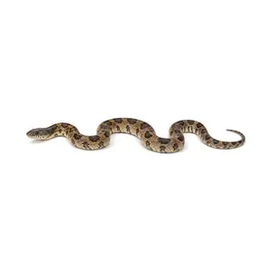 snake identification