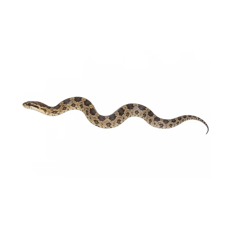 A whole Texas rat snake seen from the side, showing its dark gray head and dark blotches on a tan body