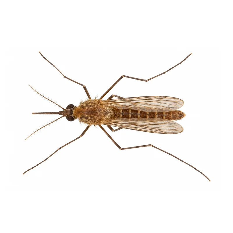 Photo of a southern house mosquito