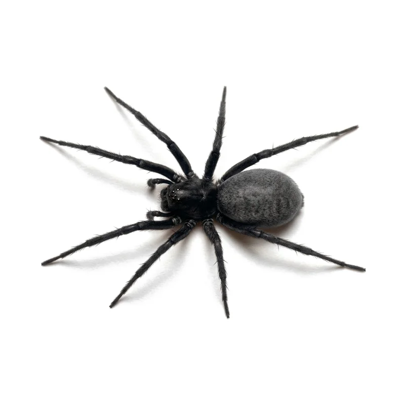 Southern House Spider