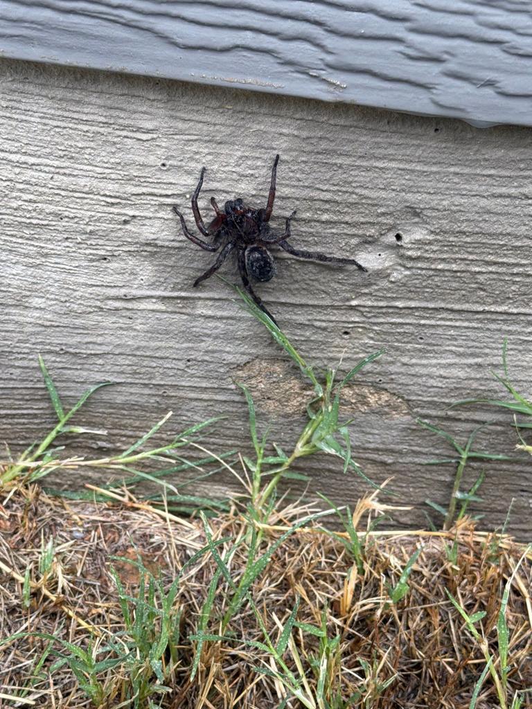 Large spider observed on exterior siding near ground level during a residential pest inspection in McKinney, Texas.