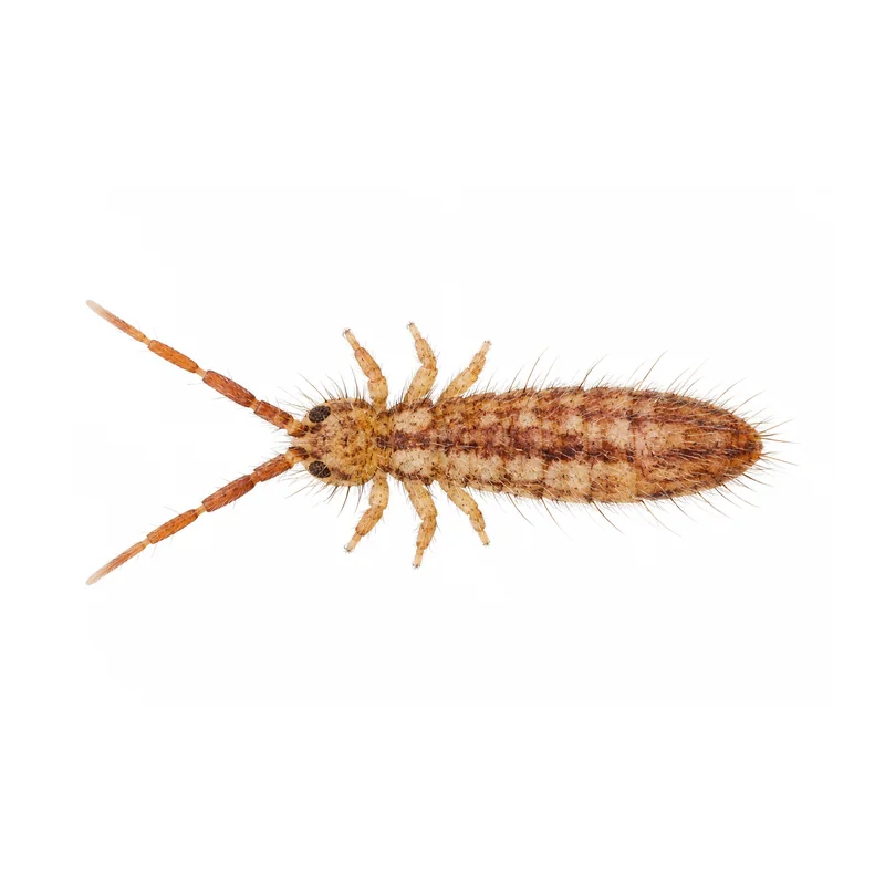 Photo of a springtail