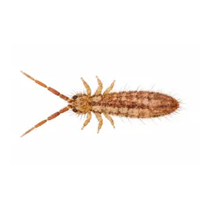 springtail identification