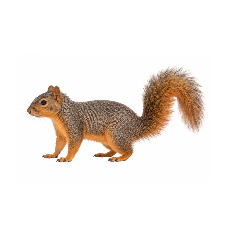Bats 6 Photo of an eastern fox squirrel