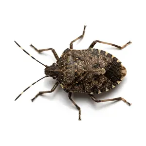 stink bug identification