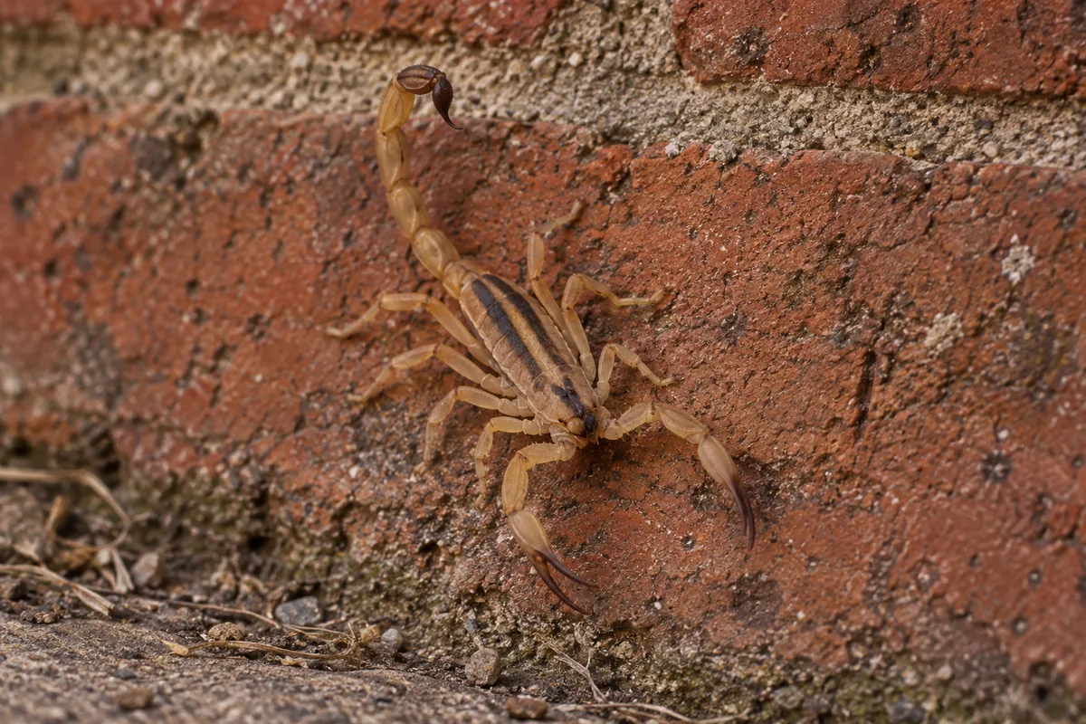 Striped Bark Scorpion (Texas Scorpion) on natural substrate showing two dark dorsal stripes on a tan body