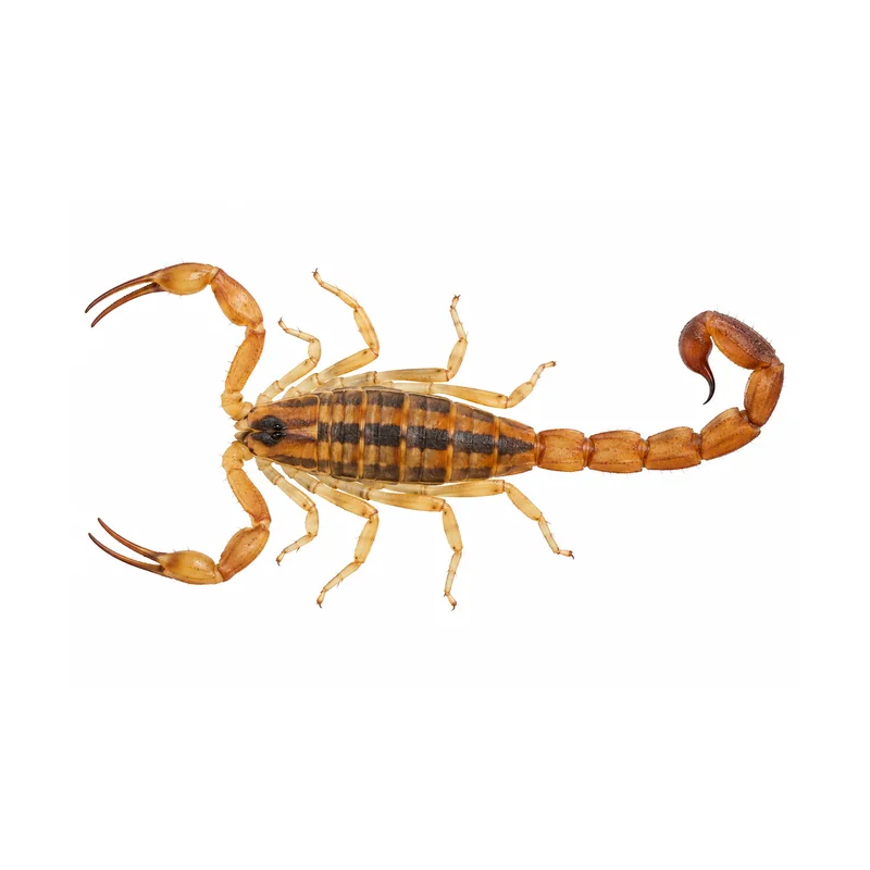 A whole striped bark scorpion seen from above, showing its tan body, two dark stripes, slender pincers and long curled tail