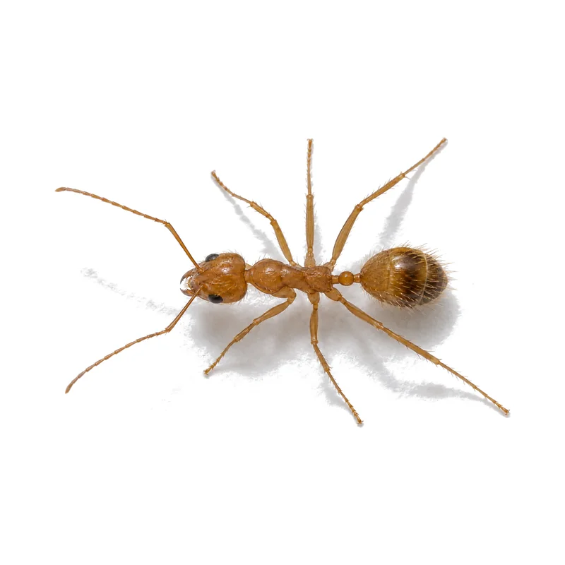 A reddish-brown tawny crazy ant with long legs seen close up