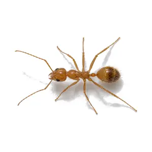 A reddish-brown tawny crazy ant with long legs