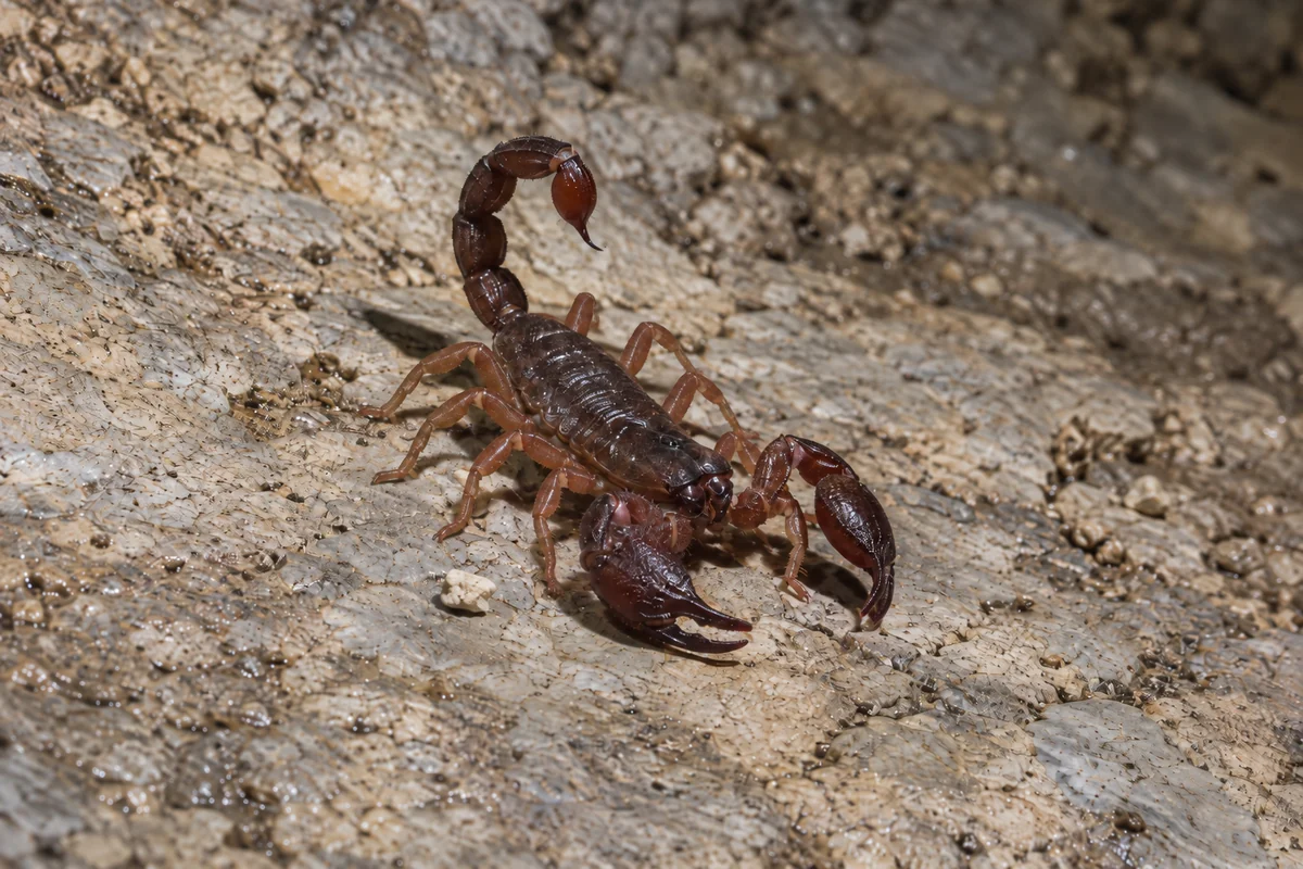 A dark reddish brown Texas cave scorpion with heavy pincers on pale limestone rock