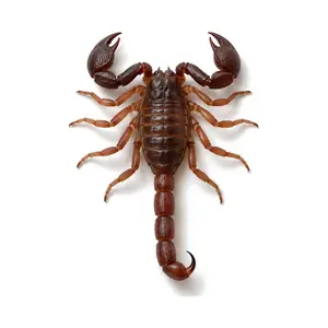 Texas cave scorpion identification