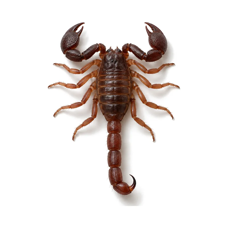 A whole Texas cave scorpion seen from above, showing its dark reddish brown body, thick pincers, tan legs and curled tail