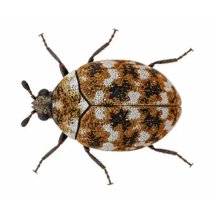 carpet beetle identification