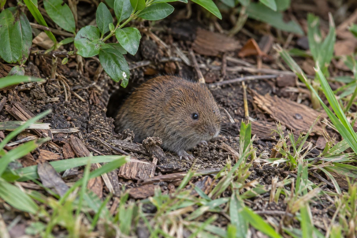 Woodland Vole at its burrow hole at the edge of a mulched bed in Collin County, showing its stout body, chestnut fur and very short tail