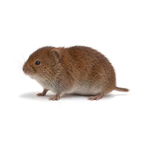 vole identification