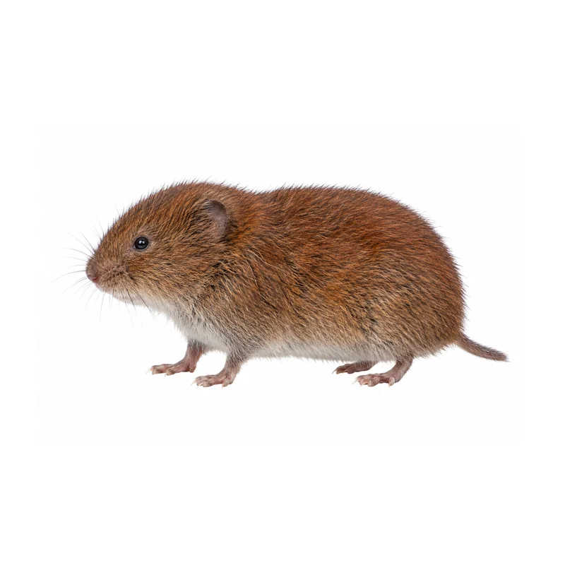 A whole woodland vole side-on, showing its stout reddish brown body, short legs, ears hidden in its fur and a very short tail