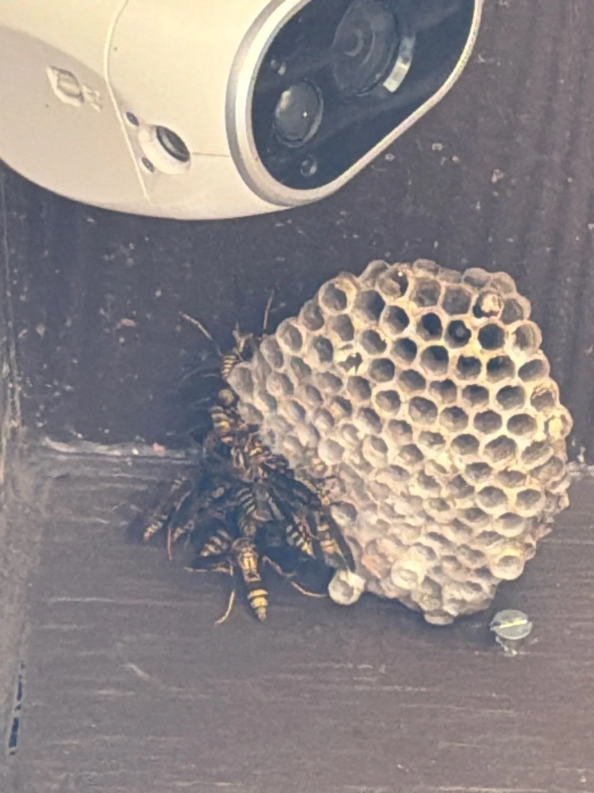 Wasp Control 15 Active paper wasp nest found beside a security camera during a Pest Me Off job in Plano TX, July 2025