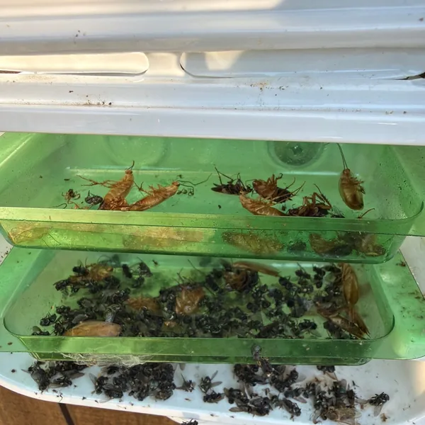 Cockroach monitor station pulled at a McKinney TX home between services
