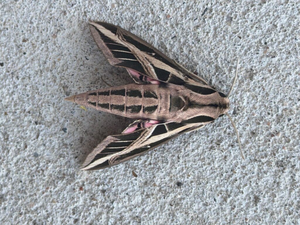 A white-lined sphinx moth with cream and dark brown striped wings, pink hindwings, and a striped pointed body resting on a rough light gray concrete surface.
