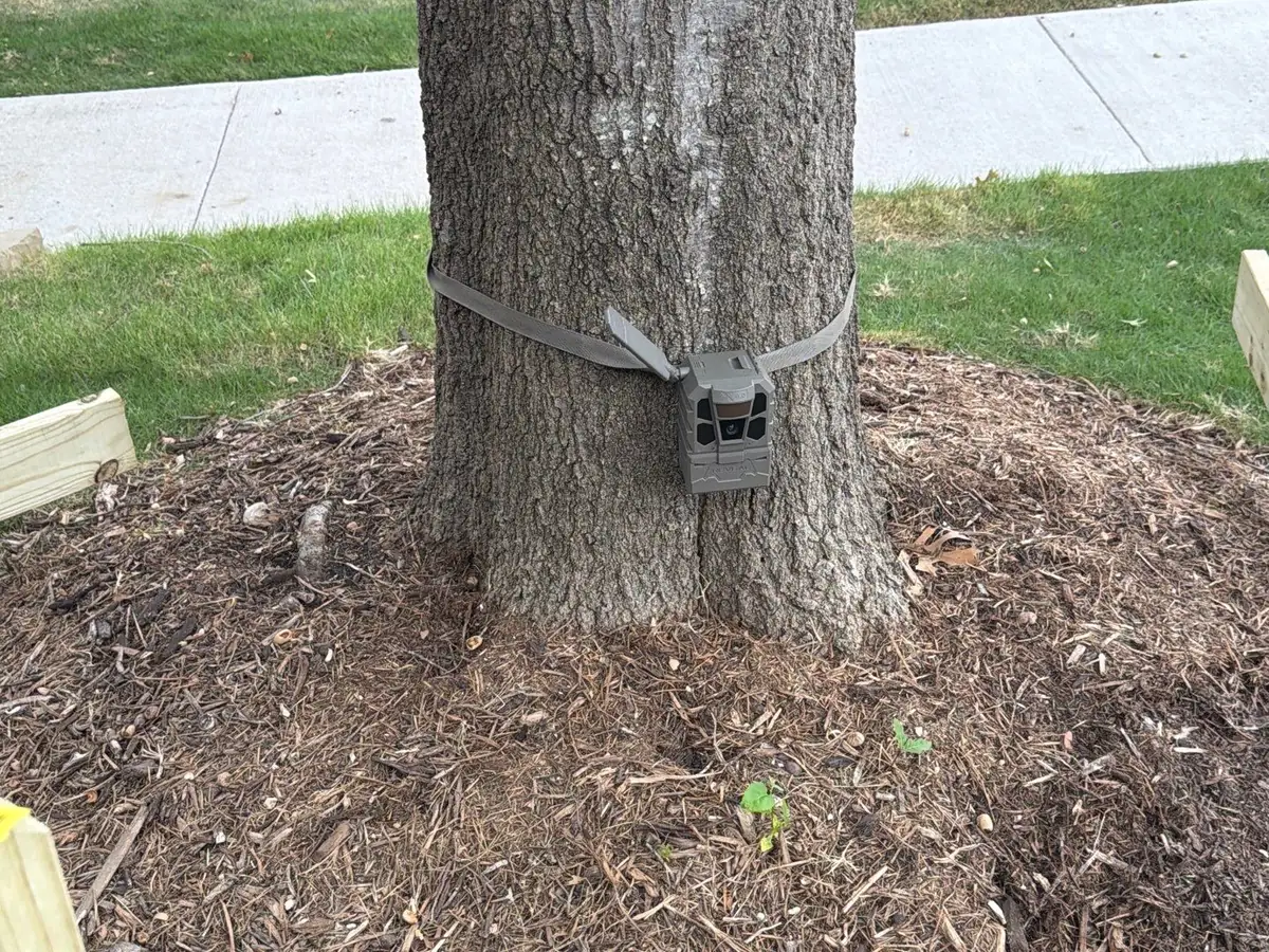 Trail camera strapped to a tree trunk in a front yard, above the mulched ring around the tree, facing out across the yard