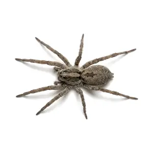 Wolf Spider