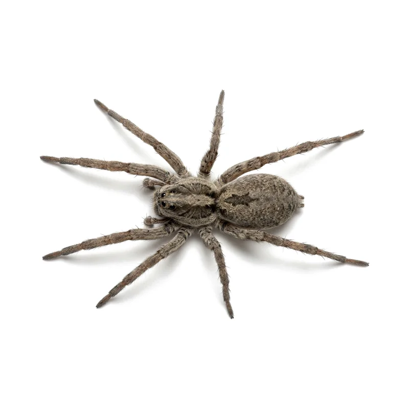 Wolf Spider