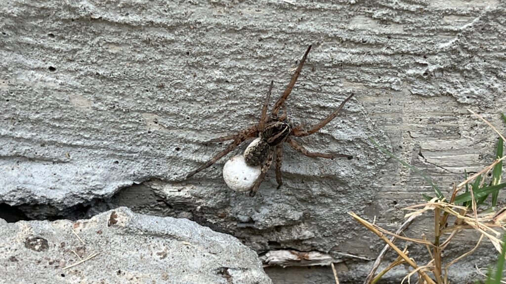 A brown striped wolf spider carrying a round white egg sac on a cracked gray concrete foundation, with grass at the edge of the frame.
