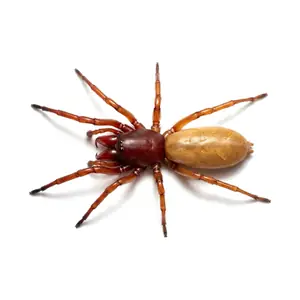 woodlouse spider identification