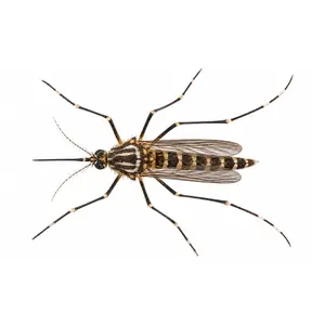 yellow fever mosquito identification