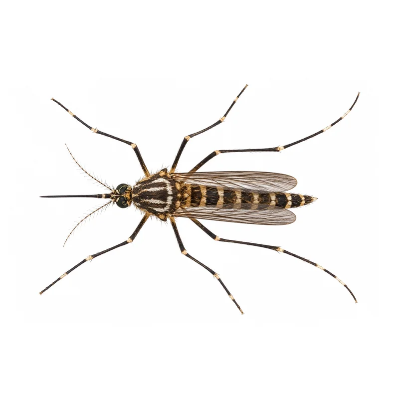 Photo of a yellow fever mosquito