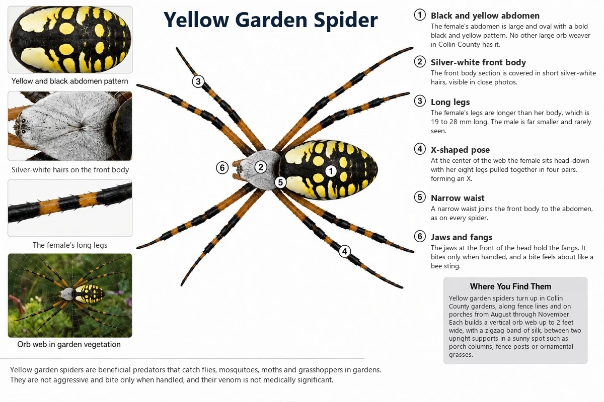 Labeled photo of a yellow garden spider pointing out the zigzag web band, the X-shaped leg pose and the black and yellow pattern