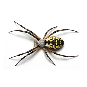 yellow garden spider identification