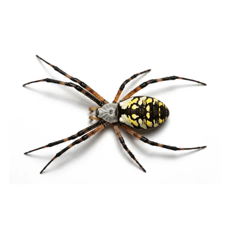 A close-up photo of a yellow garden spider, a black and yellow orb weaver.