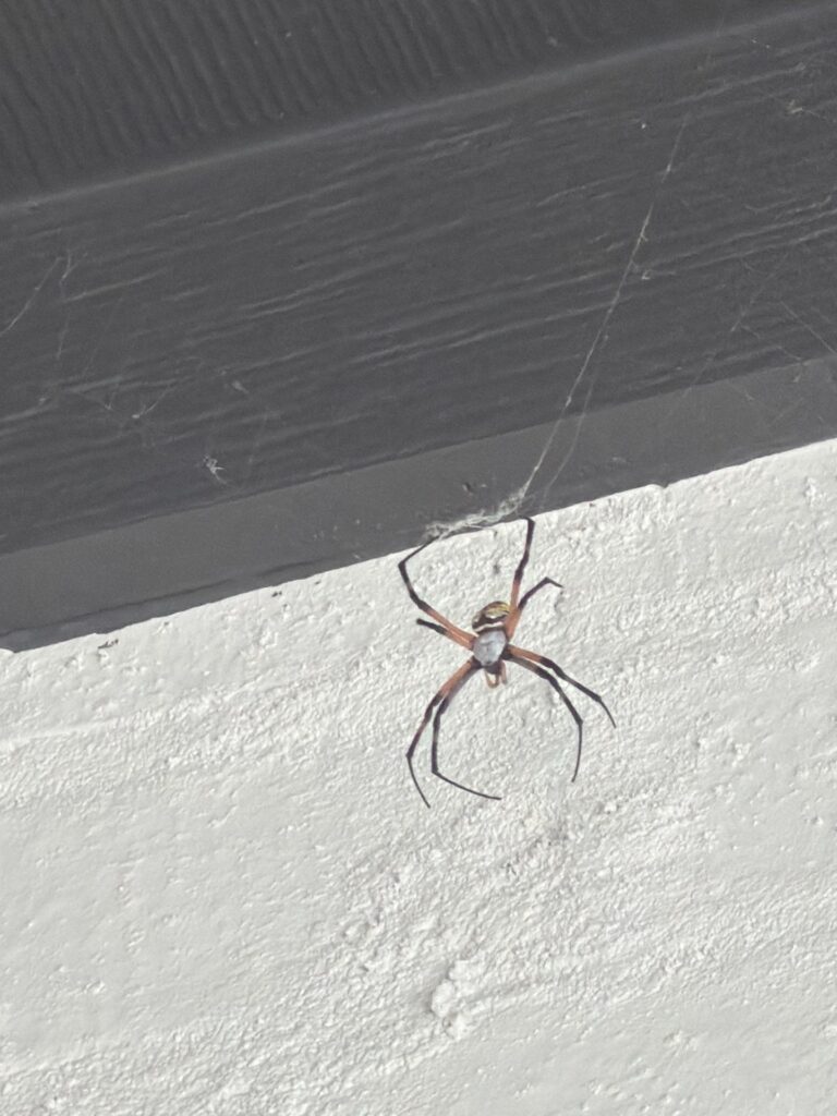 Yellow Garden Spider Removed From an Eave in Lucas, TX 3 A yellow garden spider with long striped legs hanging on its web against a white exterior wall below a dark eave.