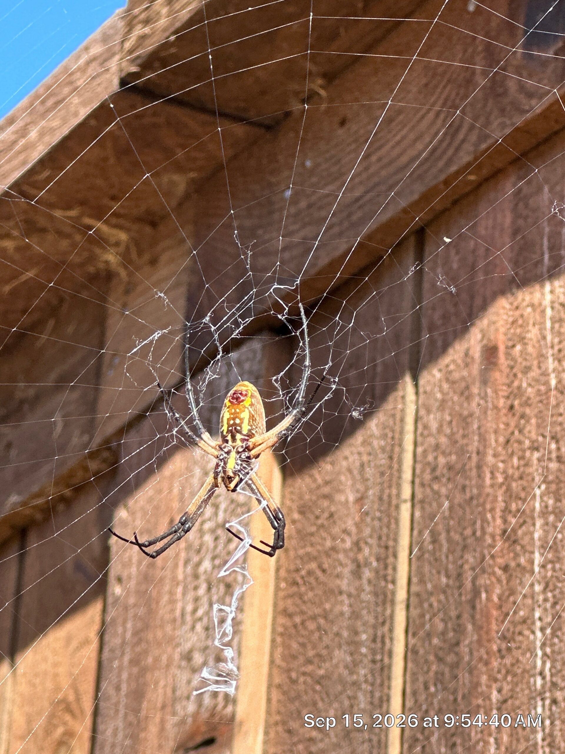 Yellow and black garden spider hanging upside down in the center of a large orb web with a zigzag silk band, in front of a brown wooden fence under a blue sky