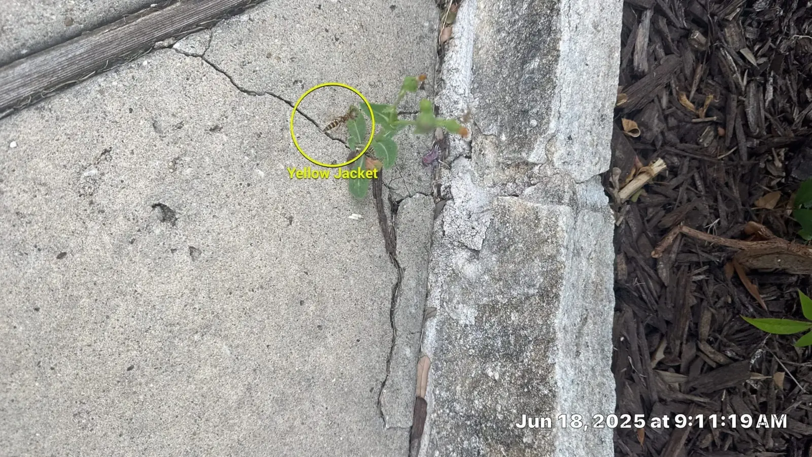 A yellowjacket hovering at a cracked foundation gap on an Allen TX home, June 2025