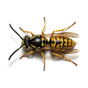 Yellowjacket close-up showing the shiny body and bold yellow and black banding