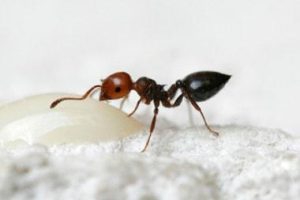 Acrobat Ant feasting on milk bait in a pest control process by Pest Me Off Pest Control services