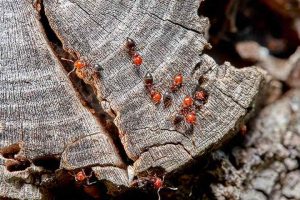 Acrobat ants seen exiting from a wooden nest, highlighted by Pest Me Off pest control services