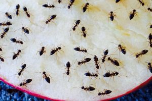 Acrobat ants efficiently devouring an apple slice as part of their feeding activity, captured by Pest Me Off pest control - a crucial illustration of pest behavior to aid in effective pest management.